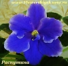 Фиалка РС – Сирена