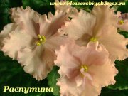 Фиалка ЛЕ-Розовое Вино