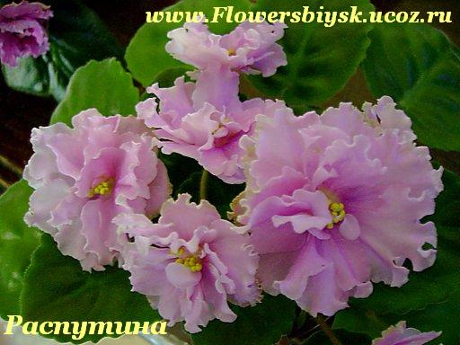 Фиалка Фото Ваше Фиалка Фото Ваше