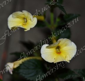 Ахименес xAchimenantha Himalayan Sunrise