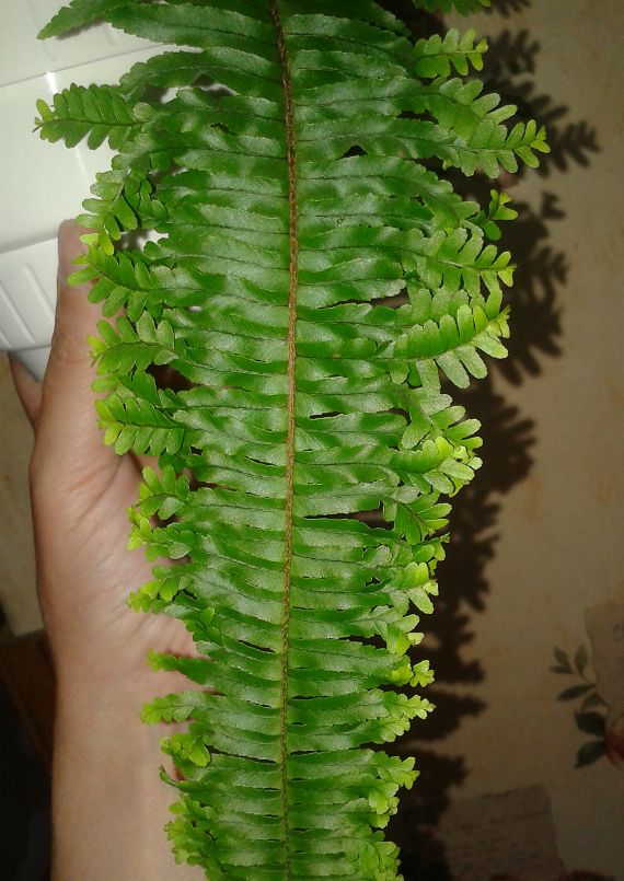   ordifolia Plumosa 