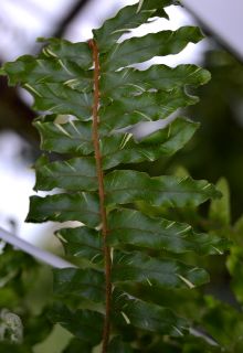  Нефролепис faltata variegated (leaf length > 50 cm.)