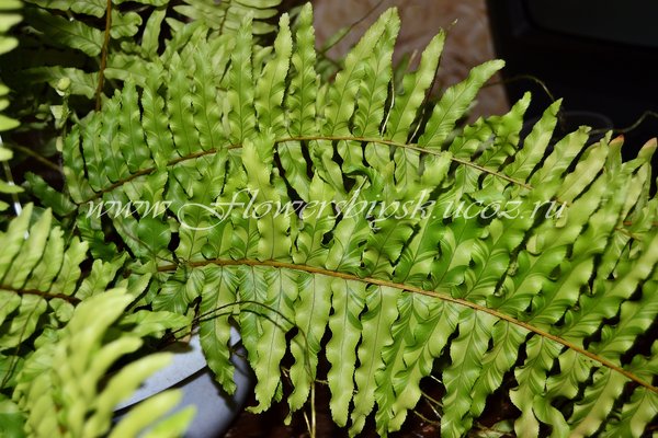   exaltata Tiger Fern 