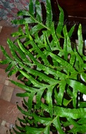   quercifolia variegated