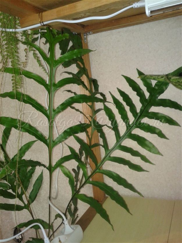   scolopendria 