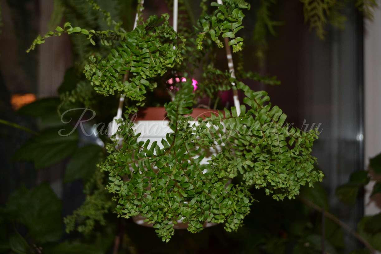   cordifolia Dwarf Petticoat Fern 