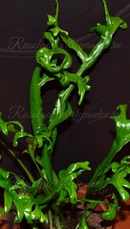  punctatum cv. Ramosum