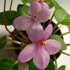 Фиалка Pixie Pink