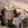 Фиалка Shirl's Hawaiian Lei