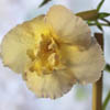 Ахименес Yellow English Rose