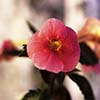 Ахименес Bight Rose