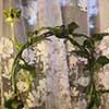  Ceropegia Sandersonii