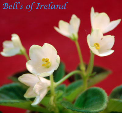  Bells of Ireland 