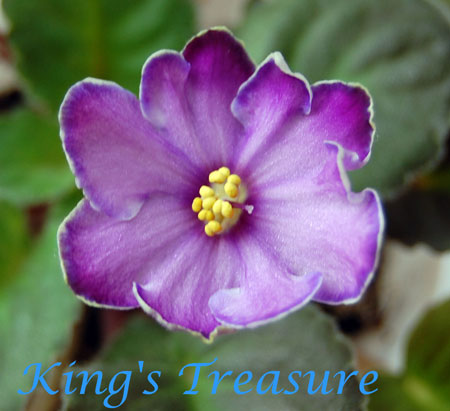  King's Treasure 