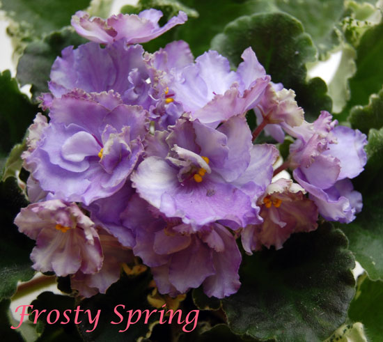  Frosty Spring 