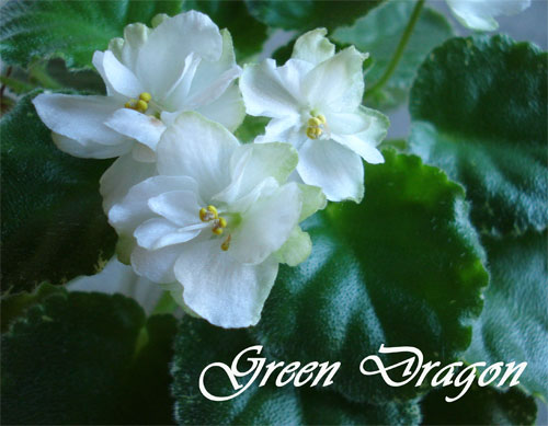  Green Dragon 