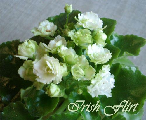  Irish Flirt 