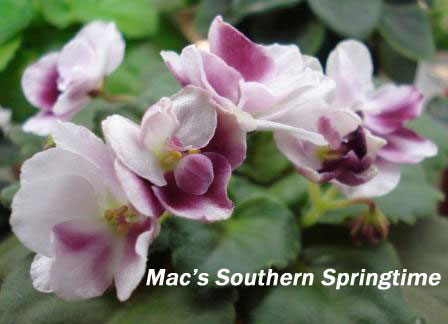  Mac's Southern Springtime 