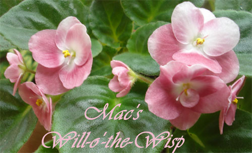  Mac's Will-o'-the-Wisp 