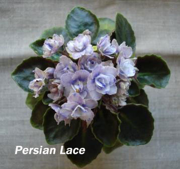  Persian Lace 