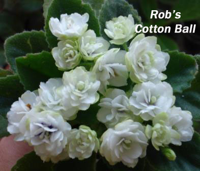  Rob's Cotton Ball 