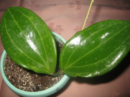  H. Macrophylla 