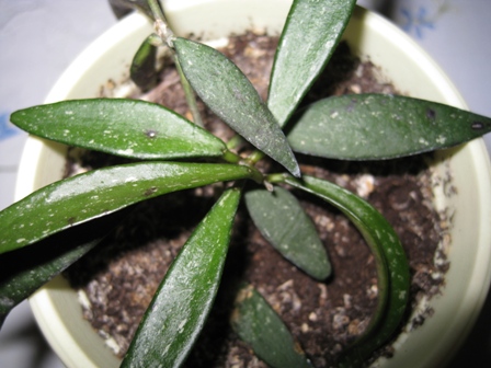  H. parviflora sp lasl 