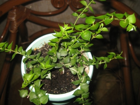  Dischidia Ruschifolia 1 