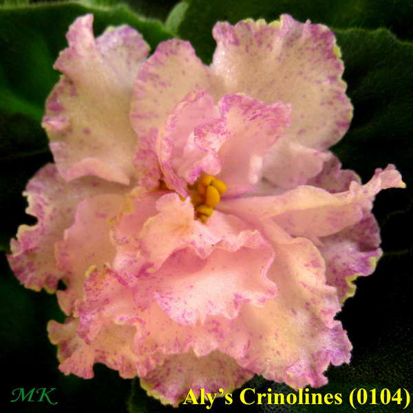  Aly's Crinolines 