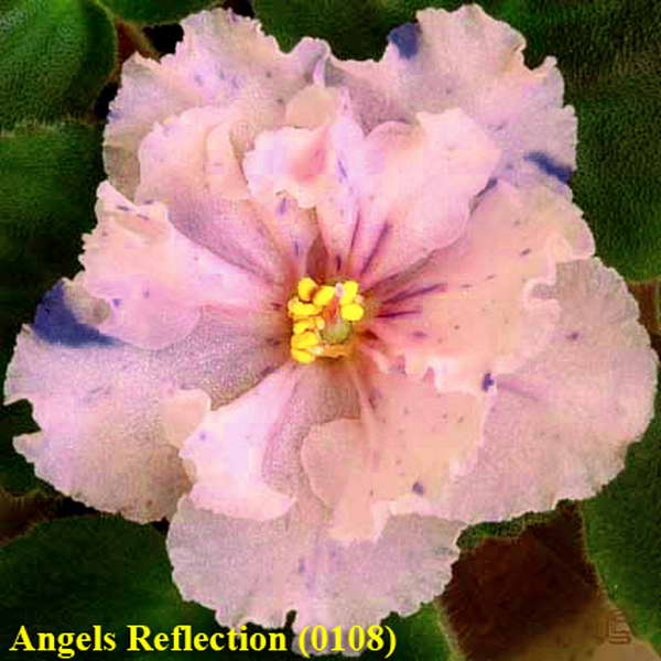  Angel`s Reflection 