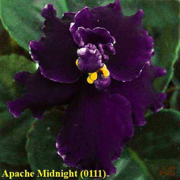  Apache Midnight 