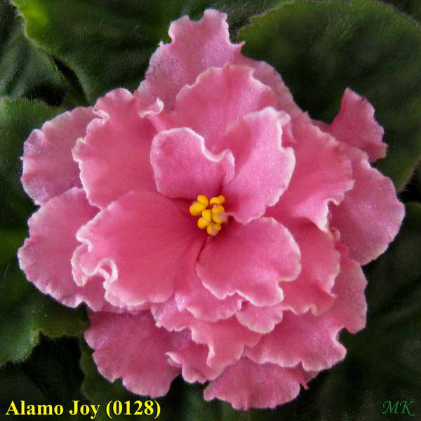  Alamo Joy 