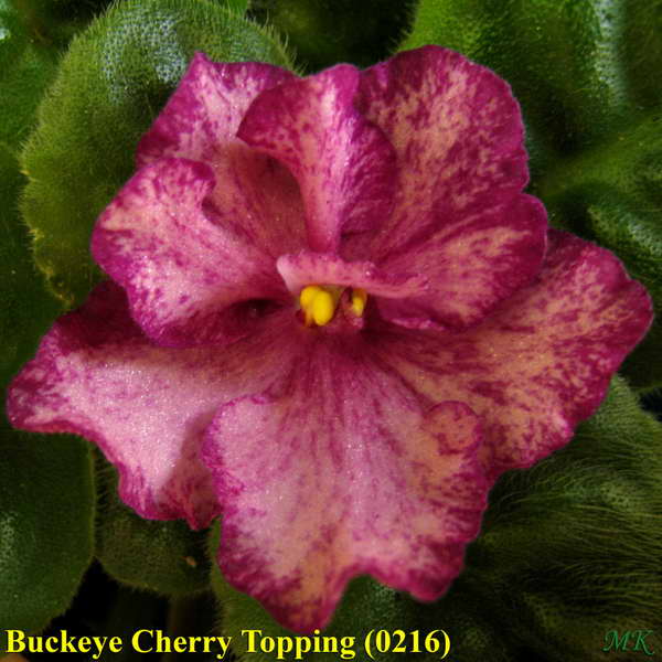  Buckeye Cherry Topping 