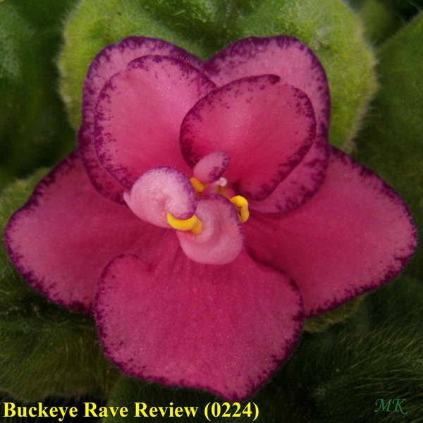  Buckeye Rave Review 