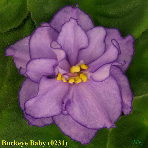  Buckeye Baby 