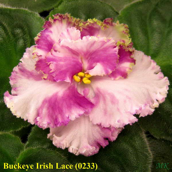  Buckeye Irish Lace 