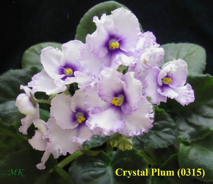  Crystal Plum 