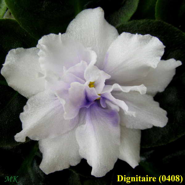  Dignitaire 