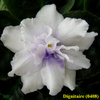  Dignitaire