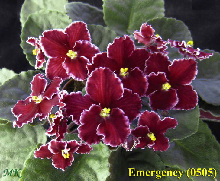  Emergency 