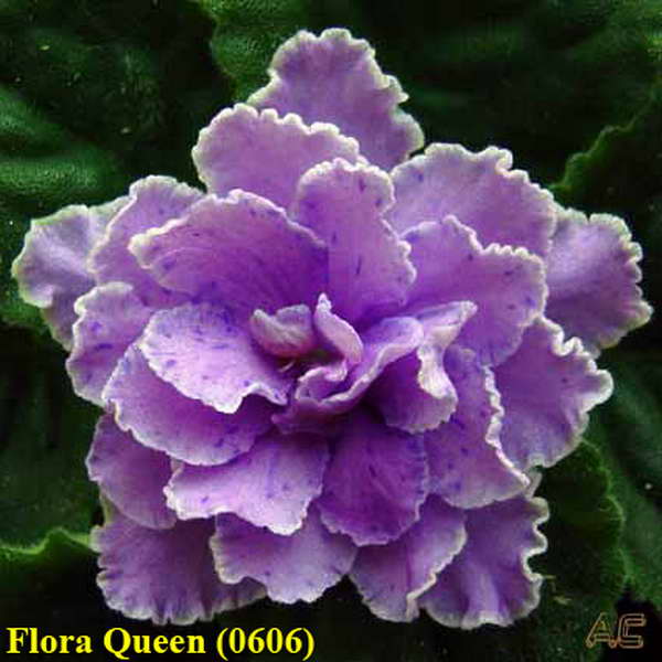  Flora Queen 