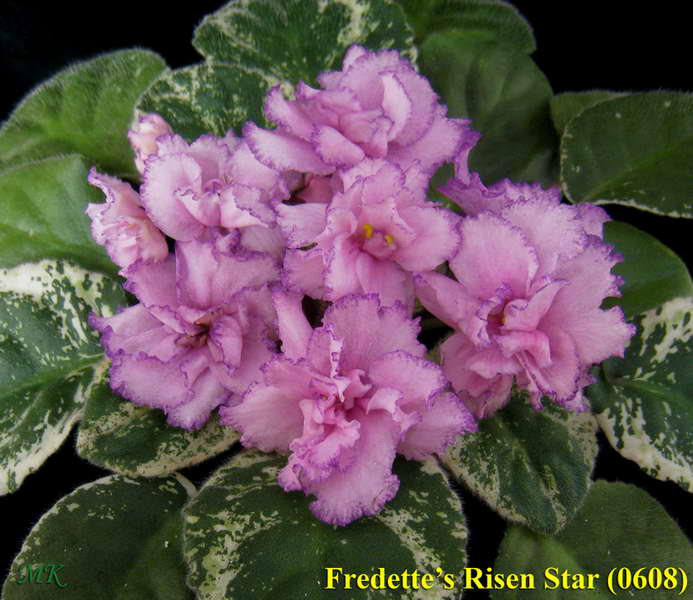  Fredette's Risen Star 