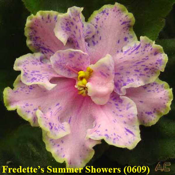  Fredette's Summer Showers 