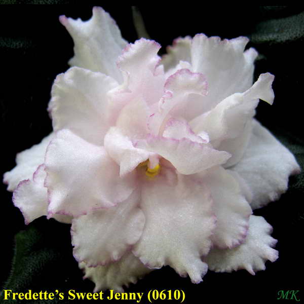  Fredette's Sweet Jenny 