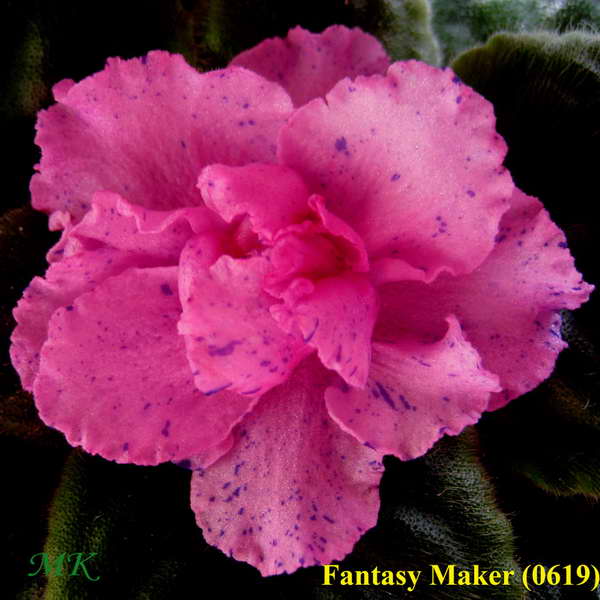  Fantasy Maker 