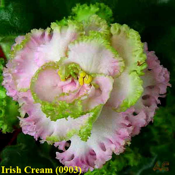  Irish Cream 
