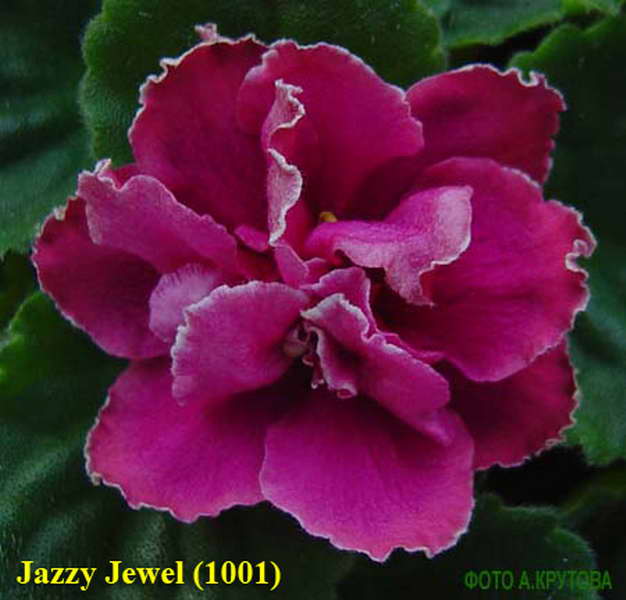  Jazzy Jewel 