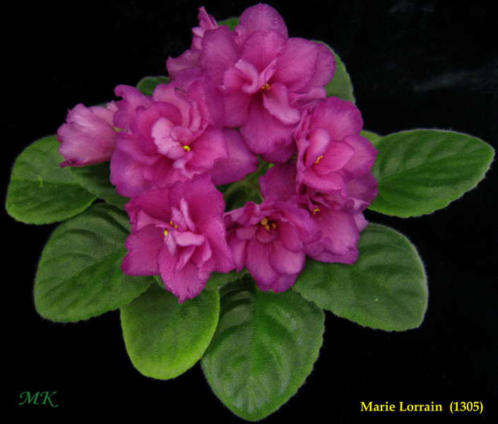  Marie Lorrain 