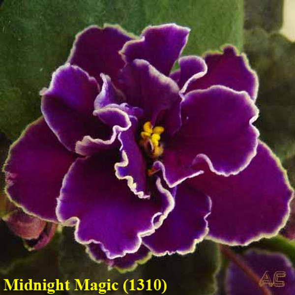  Midnight Magic 