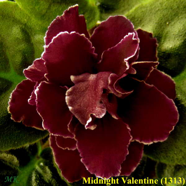  Midnight Valentine 